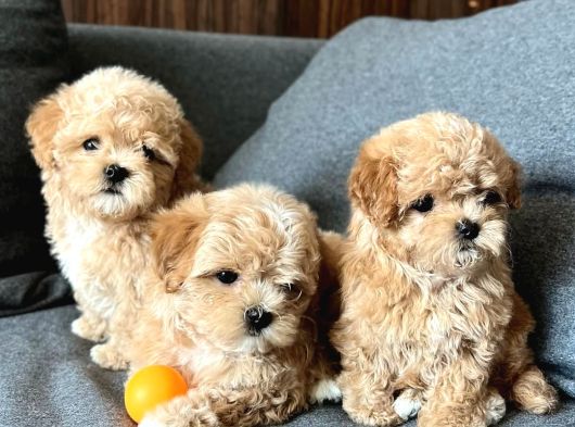 Evinizin Neşesi Maltipoo Dişi Ve Erkek Yavrular