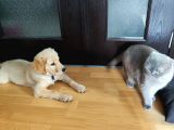 7 Aylık Sevgi Dolu Golden Retriever Ömürlük Yuva Arıyor