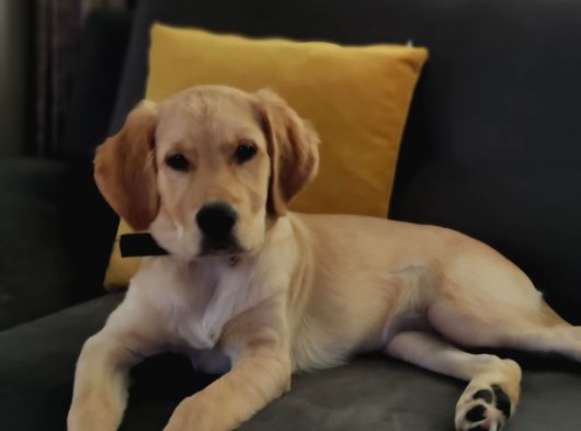 7 Aylık Sevgi Dolu Golden Retriever Ömürlük Yuva Arıyor görsel