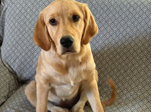 7 Aylık Sevgi Dolu Golden Retriever Ömürlük Yuva Arıyor görsel