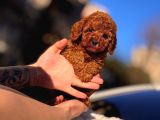Kore Teacup Babadan Teacup Poodle Bebekler