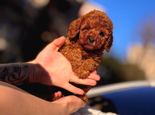 Kore Teacup Babadan Teacup Poodle Bebekler görsel