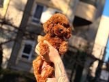 Kore Teacup Babadan Teacup Poodle Bebekler