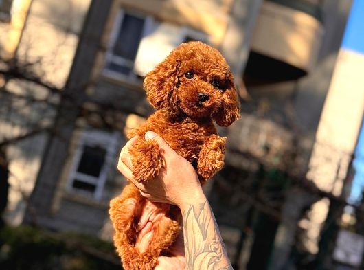 Kore Teacup Babadan Teacup Poodle Bebekler görsel