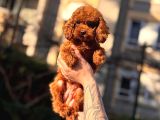 Kore Teacup Babadan Teacup Poodle Bebekler
