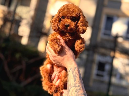 Kore Teacup Babadan Teacup Poodle Bebekler görsel