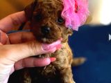 Kore Teacup Babadan Teacup Poodle Bebekler
