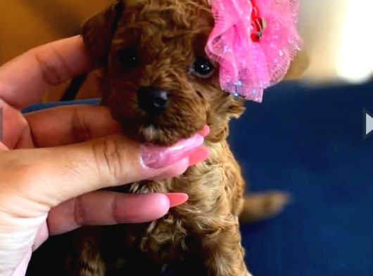 Kore Teacup Babadan Teacup Poodle Bebekler görsel
