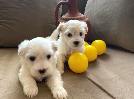 Maltipoo Bebeklerimiz görsel