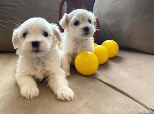 Maltipoo Bebeklerimiz görsel