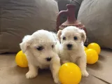 Maltipoo Bebeklerimiz