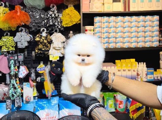 POMERRİAN BOO SEVİMLİ YAVRULAR