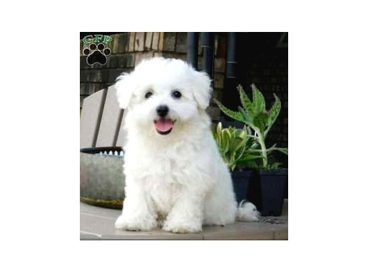 MALTESE TERRİER CİNSİ YAVRULAR