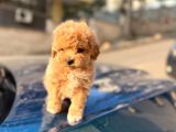 A kalite maltipoo yavrularım