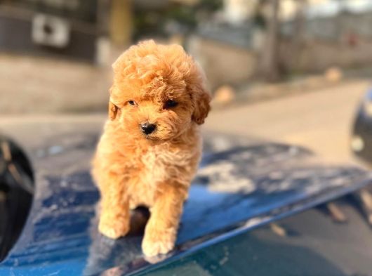 A kalite maltipoo yavrularım
