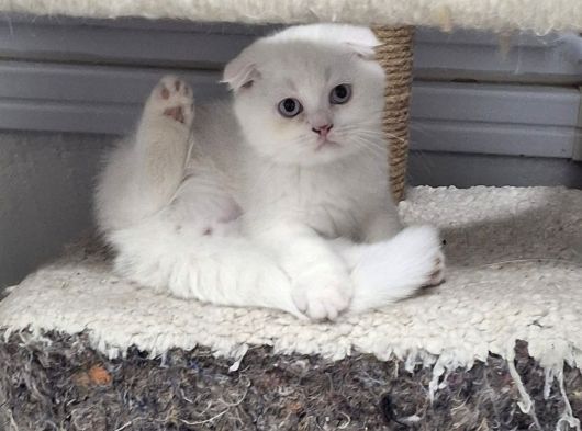 Ayı Surat Mükkemel A Kalite Scottish Fold görsel