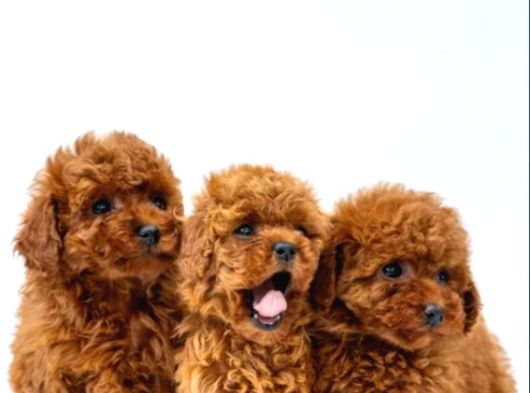 Toy poodle ırkının en güzeli mükemmel yavrular