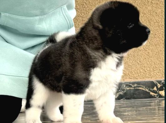 Amerikan Akita Inu Yavrular görsel