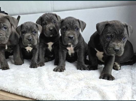 Cane Corso En Kalitelisi Dev Irkının En Iyisi görsel