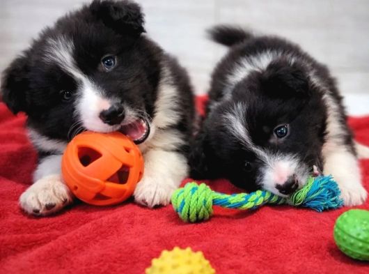 Border collie mükemmel yavrularımız