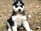 Husky Sibirya Kurdu Yavrular