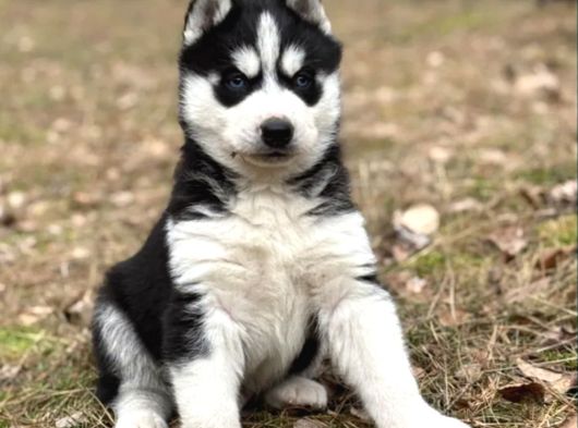 Husky Sibirya Kurdu Yavrular görsel