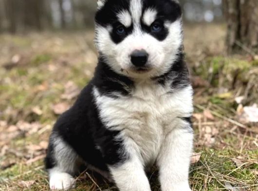 Husky Sibirya Kurdu Yavrular görsel