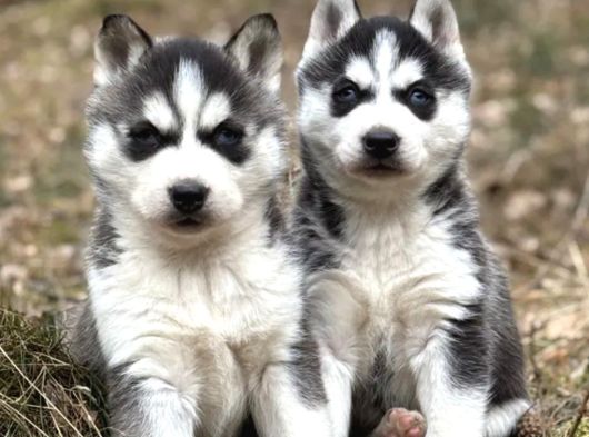 Husky sibirya kurdu yavrular