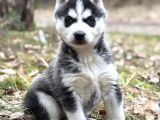 Husky Sibirya Kurdu Yavrular