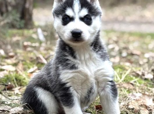Husky Sibirya Kurdu Yavrular görsel