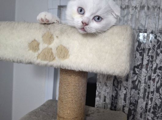 Ayı Surat Mükkemel A Kalite Scottish Fold görsel