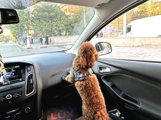 Toy Poodle görsel