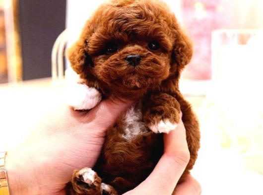 Mikro Bebeklerimiz Kore Poodle görsel