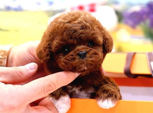Mikro Bebeklerimiz Kore Poodle