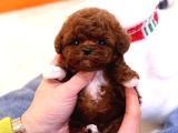 Mikro Bebeklerimiz Kore Poodle