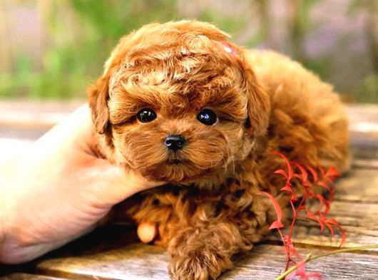 Kore Poodle görsel