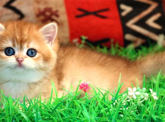 Bal Yanak Golden British Shorthair görsel