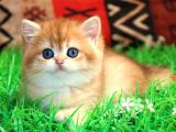 Bal Yanak Golden British Shorthair