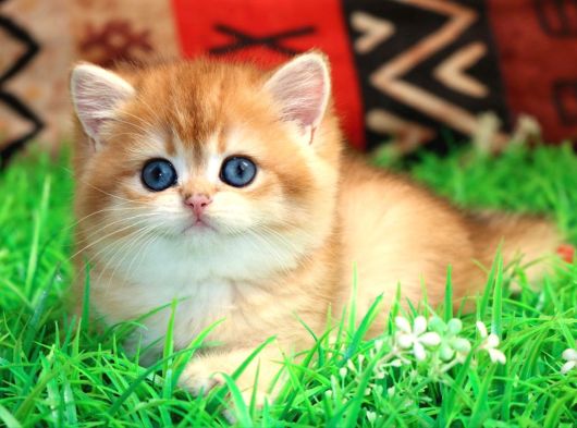 Bal Yanak Golden British Shorthair görsel