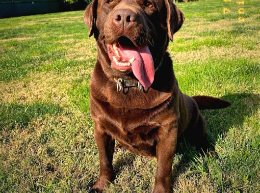 Secereli Çikolata Labrador Retriever Yavrular görsel