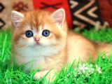 Bal Yanak Golden British Shorthair