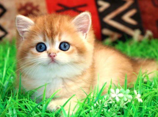 Bal Yanak Golden British Shorthair görsel