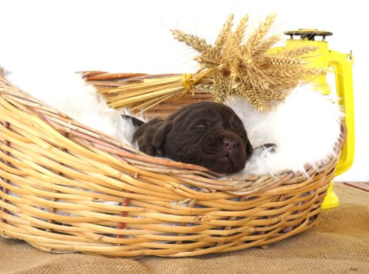 Secereli Çikolata Labrador Retriever Yavrular görsel