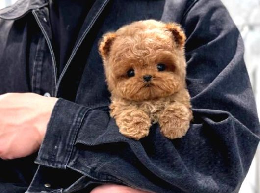 Korean Toy Poodle Yavrularim