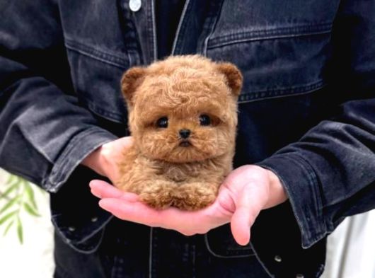 Korean Toy Poodle Yavrularim görsel