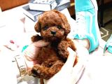Kore Poodle Yavrularim