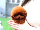 KOREAN TOY POODLE YAVRULARIM