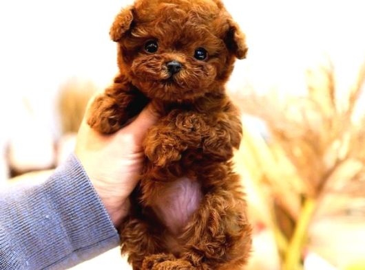 Toy Poodle Yavrularim görsel