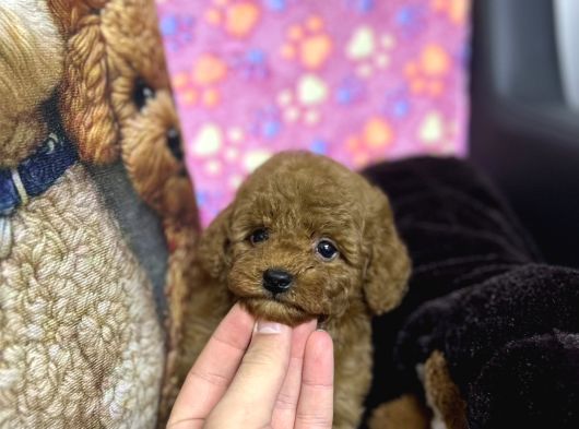 A Kalite Toy Poodle Yavrular 3 Kardeş görsel