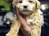 A Kalite Maltipoo Yavrular